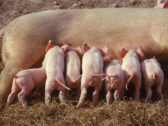 �����ٲ�Ѫ������������ĸ������Ѫ�������Ч����