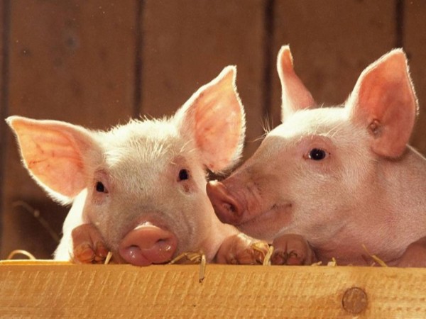 ��������������ֳ�е�Ӧ��