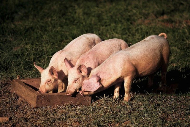 �������Ӽ�