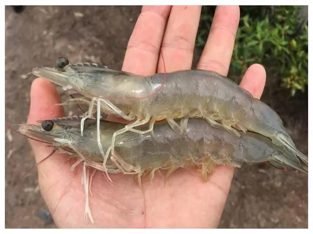 ��Ϻ��ֳʲôʱ����Ҫ���ƣ���Щ��Ϻ����Ҫ��һ��Ҫ�ղأ�