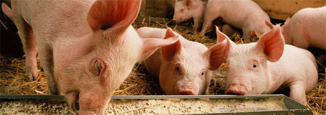 ������ֳ